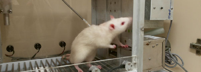 rat drug experiment